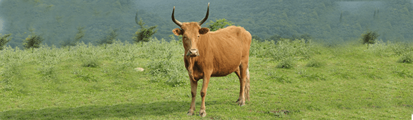 گاو بنی اسراییل - گاو زرد